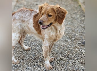 Limon geb. 03/2025 (ESP) - sozialer, junger Bretonischer Spaniel!