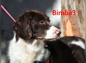 Bimba3 geb. 07/2024 (ESP) - freundliche, verspielte und aktive Bretonin sucht ein neues Zuhause!