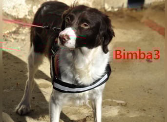 Bimba3 geb. 07/2024 - freundliche, verspielte und aktive Bretonin sucht ein neues Zuhause!