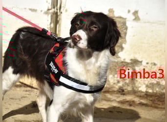 Bimba3 geb. 07/2024 - freundliche, verspielte und aktive Bretonin sucht ein neues Zuhause!