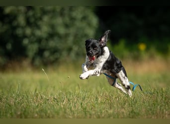 Darf Ihr Leben durch Oreo ein wenig bunter werden?