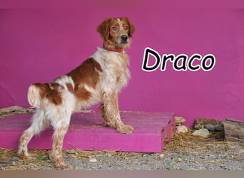 Zeigst du Draco, dass nach dem Tierheim endlich das Glück auf ihn wartet?