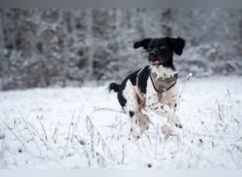 Darf Ihr Leben durch Oreo ein wenig bunter werden?