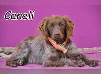 Schenkst du Caneli due Chance auf ein echtes Zuhause?