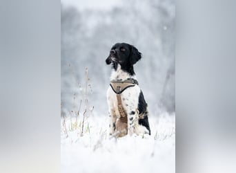 Darf Ihr Leben durch Oreo ein wenig bunter werden?