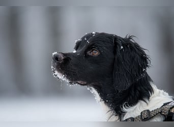 Darf Ihr Leben durch Oreo ein wenig bunter werden?