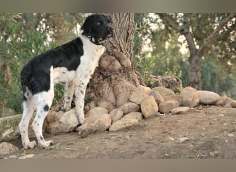 Darf Ihr Leben durch Oreo ein wenig bunter werden?