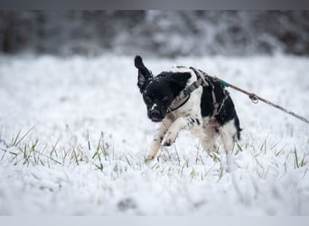 Darf Ihr Leben durch Oreo ein wenig bunter werden?