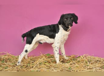 Darf Ihr Leben durch Oreo ein wenig bunter werden?