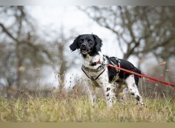 Darf Ihr Leben durch Oreo ein wenig bunter werden?