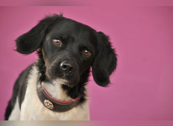 Darf Ihr Leben durch Oreo ein wenig bunter werden?