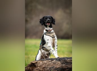Darf Ihr Leben durch Oreo ein wenig bunter werden?