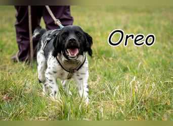 Darf Ihr Leben durch Oreo ein wenig bunter werden?