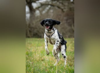 Darf Ihr Leben durch Oreo ein wenig bunter werden?