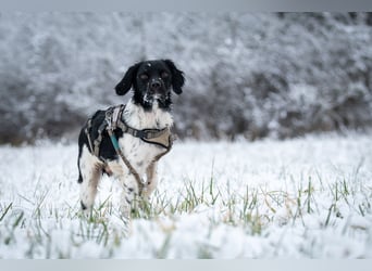 Darf Ihr Leben durch Oreo ein wenig bunter werden?