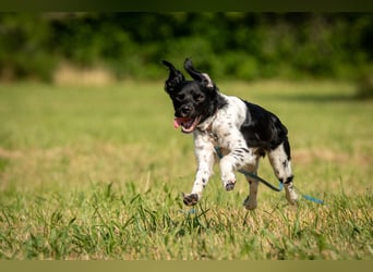 Darf Ihr Leben durch Oreo ein wenig bunter werden?
