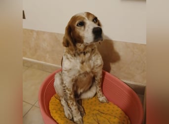 Diana - junge Bretonin sucht ihr Für-Immer-Zuhause – liebevoll, klug und voller Lebensfreude