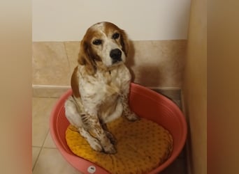 Diana - junge Bretonin sucht ihr Für-Immer-Zuhause – liebevoll, klug und voller Lebensfreude