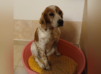 Diana - junge Bretonin sucht ihr Für-Immer-Zuhause – liebevoll, klug und voller Lebensfreude