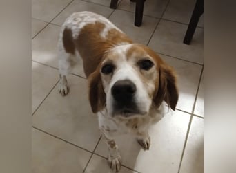 Diana - junge Bretonin sucht ihr Für-Immer-Zuhause – liebevoll, klug und voller Lebensfreude