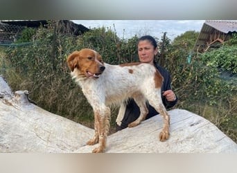 Steve - der Weg ins große Glück