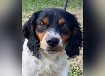 Vas - (Dringend Pflegestelle oder Zuhause gesucht) Sonnyboy sucht das Glück