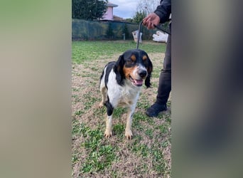 Vas - (Dringend Pflegestelle oder Zuhause gesucht) Sonnyboy sucht das Glück