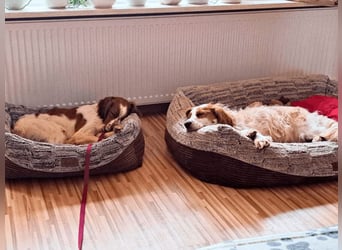 Fish - Es gibt eine freundliche Welt.....