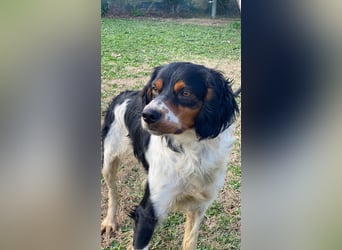 Vas - (Dringend Pflegestelle oder Zuhause gesucht) Sonnyboy sucht das Glück