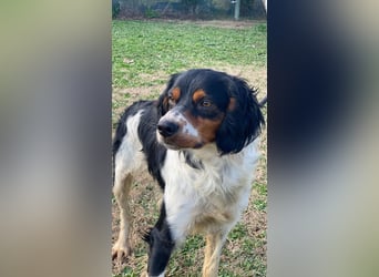 Vas - (Dringend Pflegestelle oder Zuhause gesucht) Sonnyboy sucht das Glück