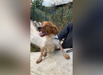 Steve - der Weg ins große Glück