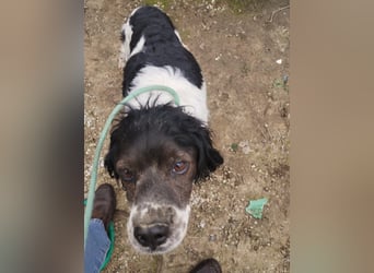 Brina - kleine Jägerin mit großem Herz und Freude am Leben