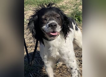 Brina - kleine Jägerin mit großem Herz und Freude am Leben