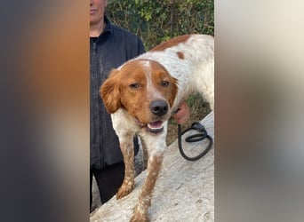 Steve - der Weg ins große Glück