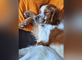 Fish - Es gibt eine freundliche Welt.....