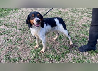 Vas - (Dringend Pflegestelle oder Zuhause gesucht) Sonnyboy sucht das Glück