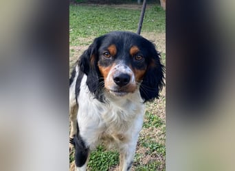 Vas - (Dringend Pflegestelle oder Zuhause gesucht) Sonnyboy sucht das Glück