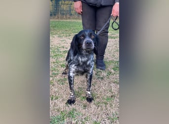 Samira - (d)eine Lieblingshündin?