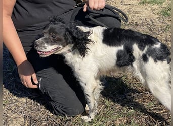 Brina - kleine Jägerin mit großem Herz und Freude am Leben