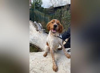 Steve - der Weg ins große Glück