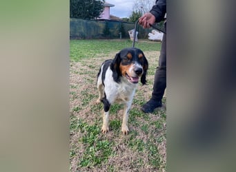 Vas - (Dringend Pflegestelle oder Zuhause gesucht) Sonnyboy sucht das Glück