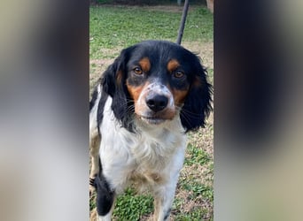 Vas - (Dringend Pflegestelle oder Zuhause gesucht) Sonnyboy sucht das Glück