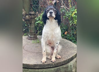 Brina - kleine Jägerin mit großem Herz und Freude am Leben