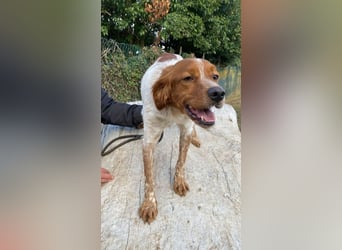 Steve - der Weg ins große Glück