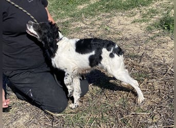 Brina - kleine Jägerin mit großem Herz und Freude am Leben