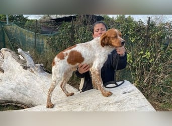 Steve - der Weg ins große Glück