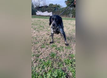 Samira - (d)eine Lieblingshündin?