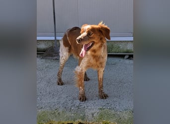 Nala, sucht ihre Herzensmenschen