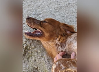 Nala, sucht ihre Herzensmenschen