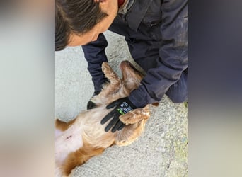 Nala, sucht ihre Herzensmenschen